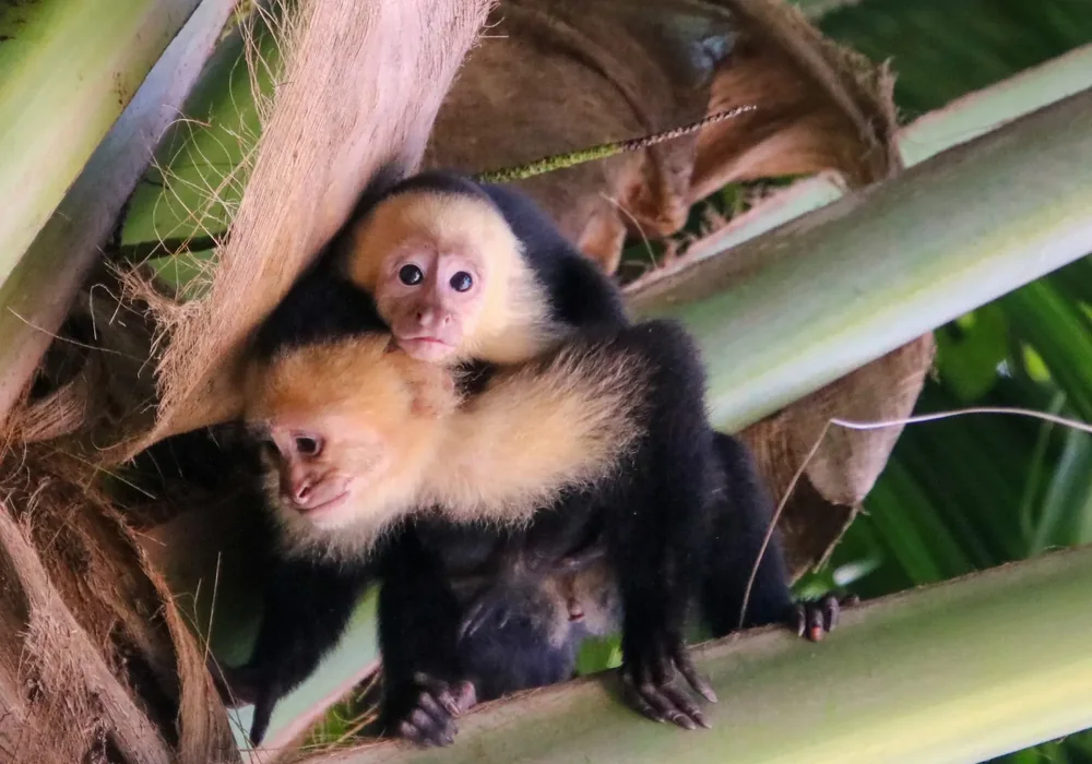 Capuchin monkeys in the southern rainforest. Photo: Joshua ten Brink / WildPhotography.com
