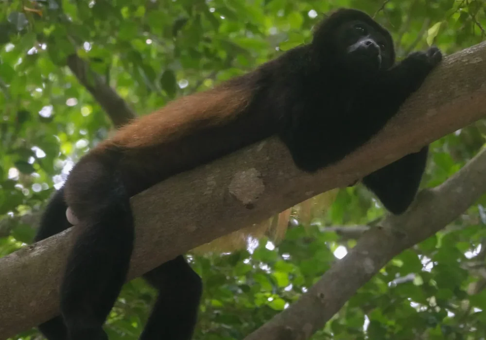 Mantled howler monkey resting in the rainforest canopy. Photo: Joshua ten Brink / WildPhotography.com