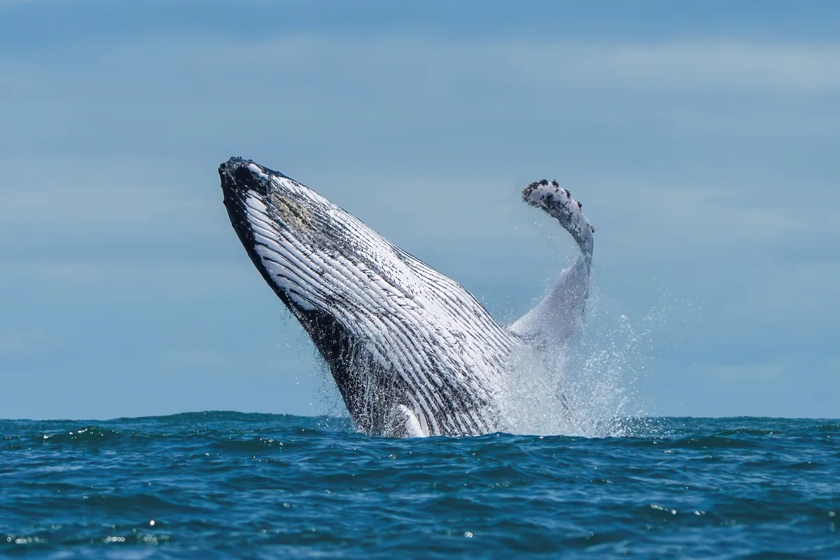 Humpback whale breaching in Marino Ballena National Park