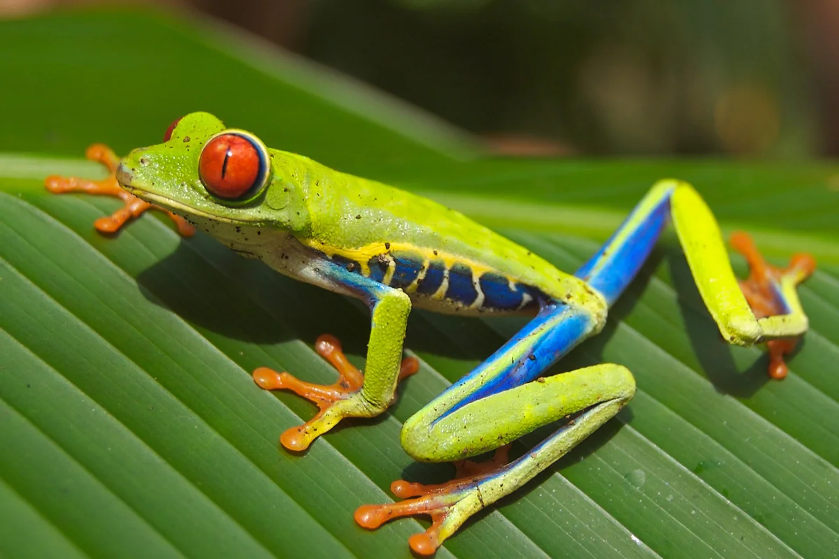 Red-eyed tree frog on a leaf, Costa Rica