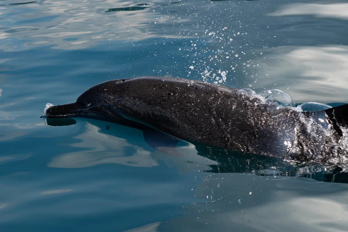 Pantropical spotted dolphin off the coast of Costa Rica