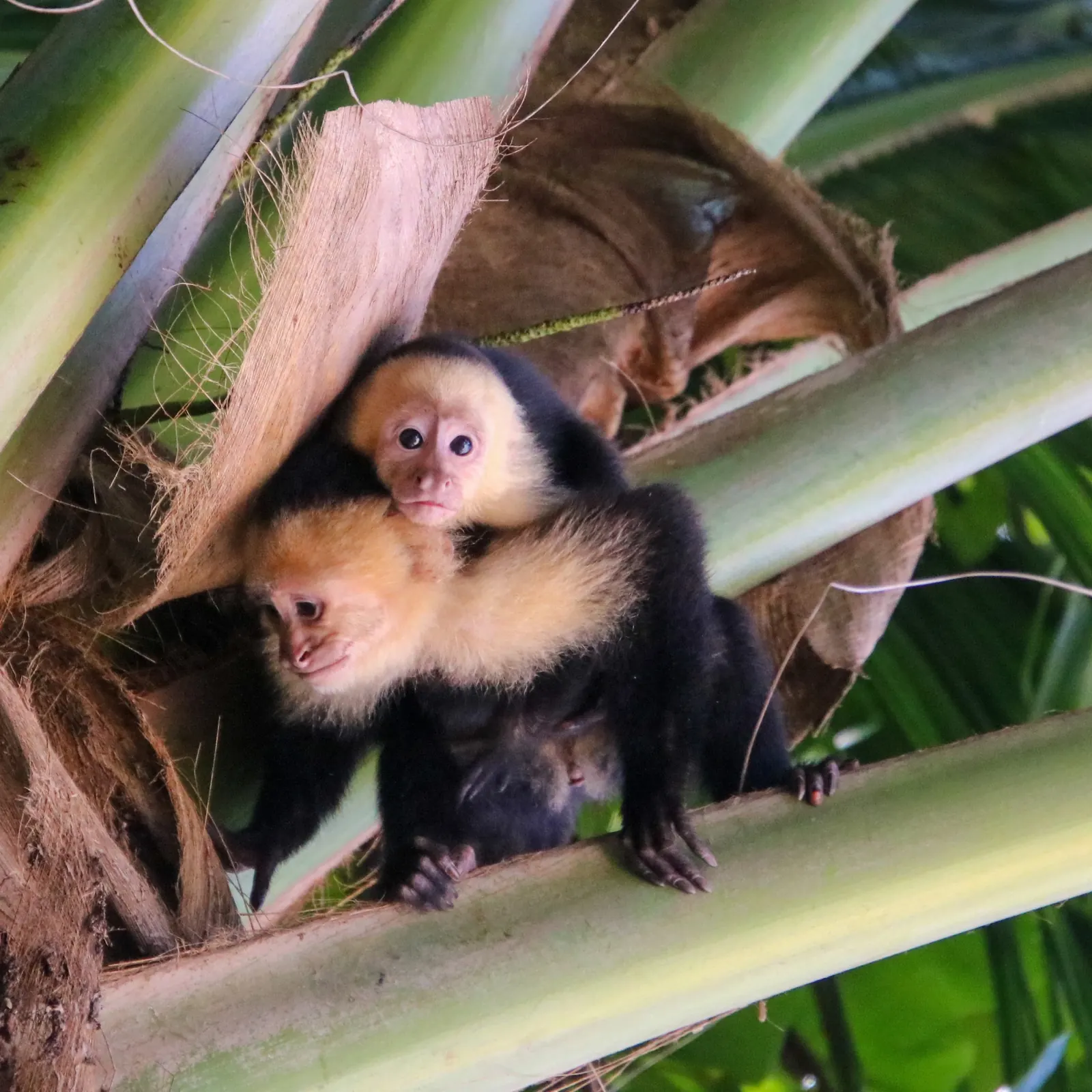 Two white-faced capuchin monkeys in a palm