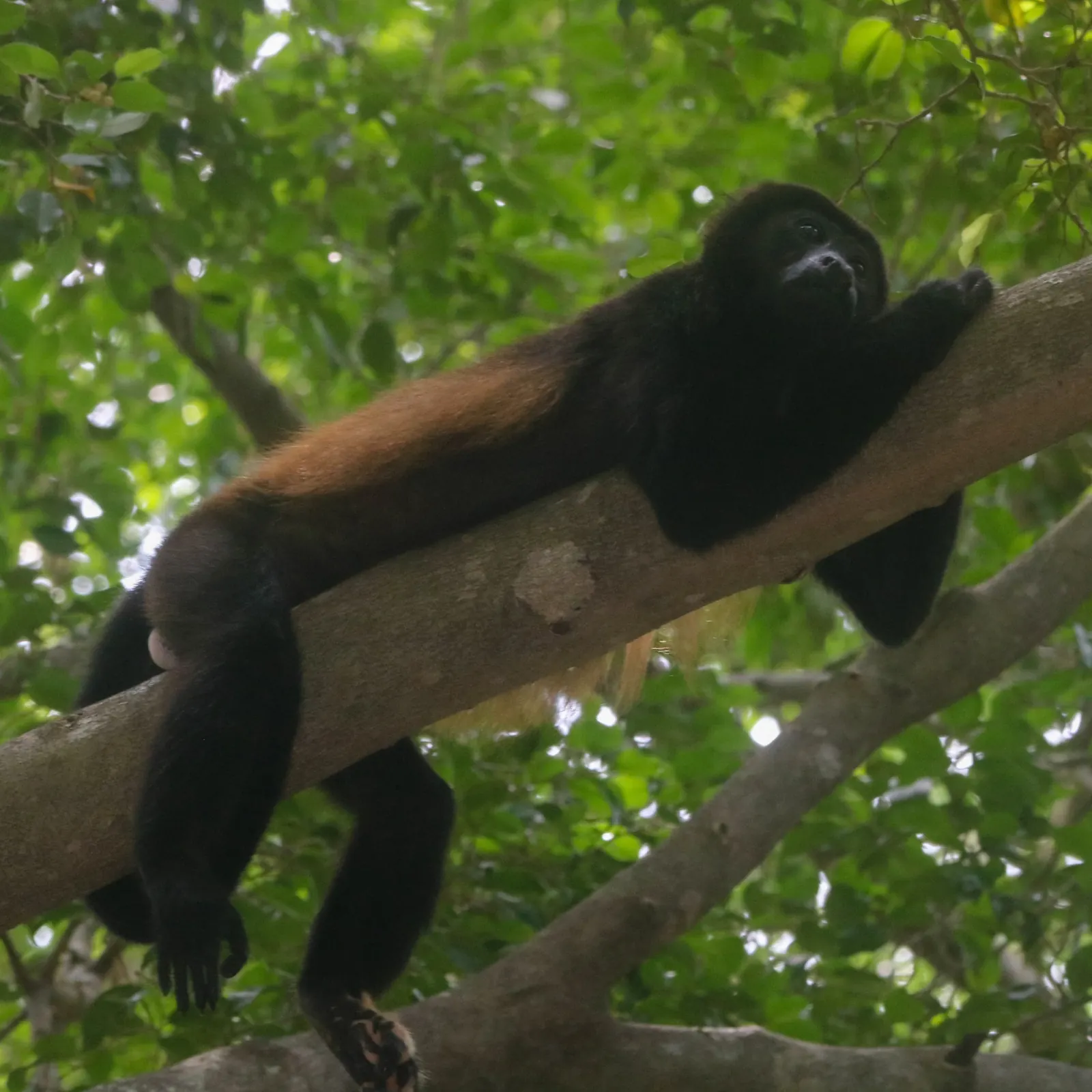 A mantled howler monkey resting along a branch